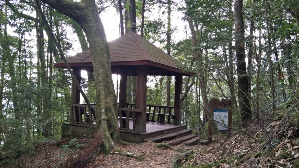大雪山小神木步道+環站步道914504