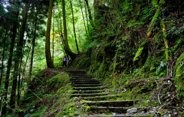 檜山巨木森林步道481550