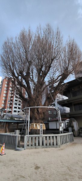日本福岡：椰田神社2996214