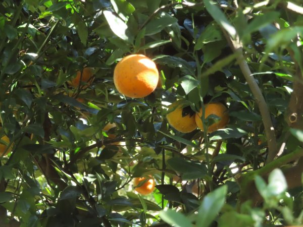 豐原三崁頂健康步道3上2下O形2696153