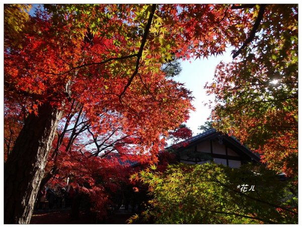 京都/東福寺的紅葉755245