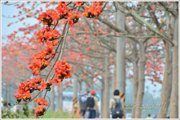 【台南】三月的絕句.2015林初埤木棉花道