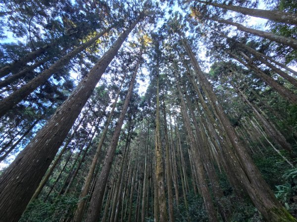 干卓萬山單座百岳驚見‘’萬大豹、水鹿大軍、圓月、雲海、藍天大景2632642