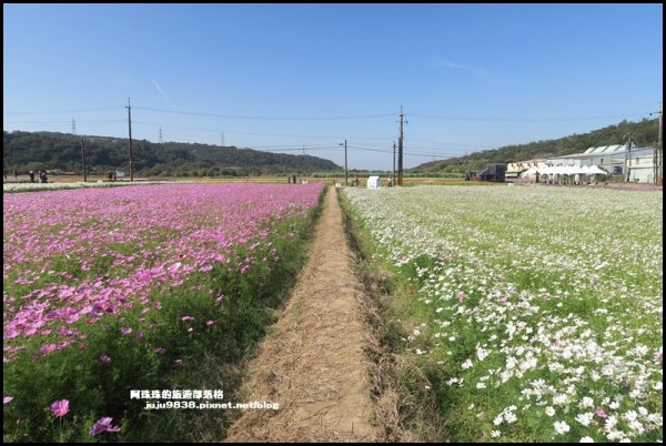 2020桃園花彩節楊梅場1148097