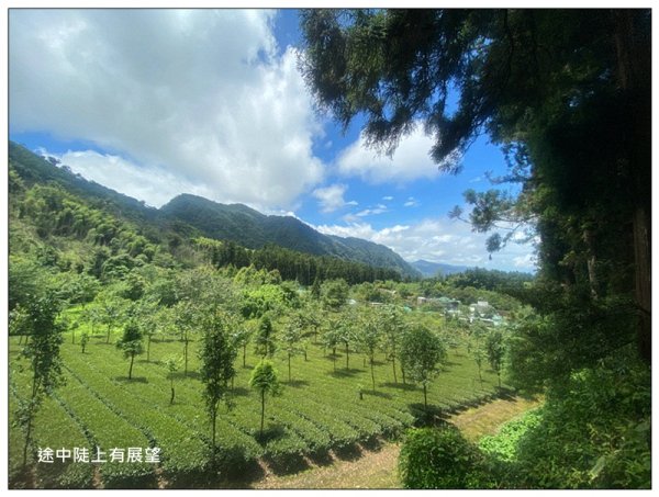 阿里山 頂湖步道 O遶一圈3088342