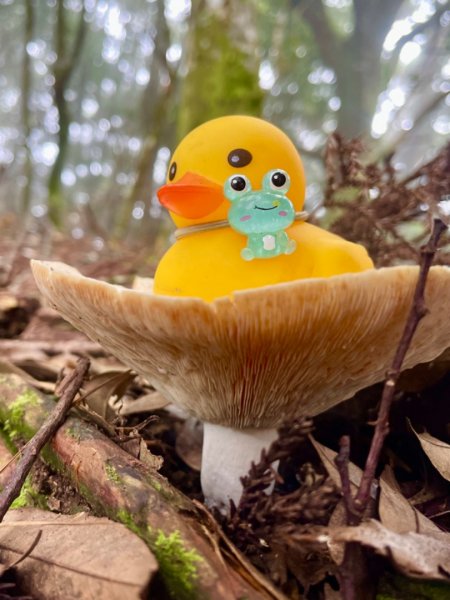 山野中的小精靈🧚‍♂️2289766