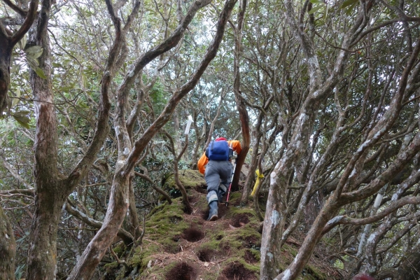 【新竹/尖石】走入夢幻森林之高島連稜縱走24570