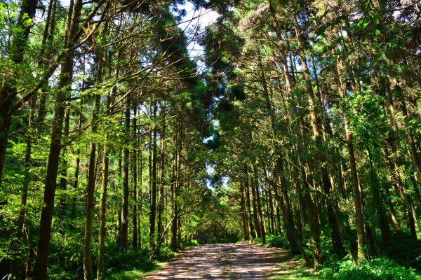 坪溪古道1094870