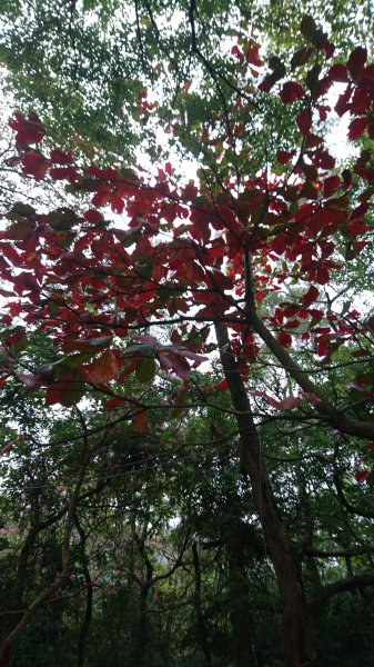 高峰植物園684197