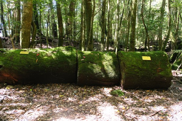 雪見大板根2924697