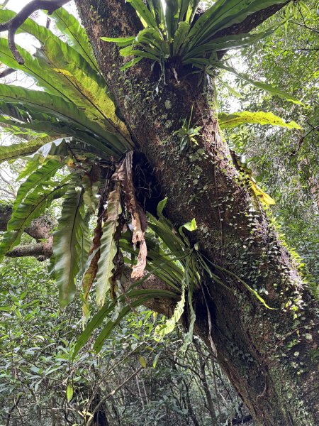 2025 芒草季 草嶺古道2932911