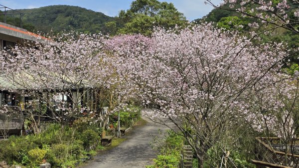 搭公車下車即抵達，台北市賞櫻最後一波，橘咖啡及內厝溪櫻木花廊的吉野櫻即將大爆發，要去要快，大崎頭步道2734721