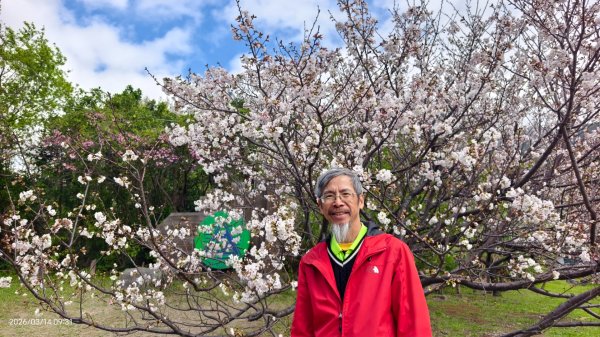 #中山樓 #陽明公園 #十八份 #吉野櫻 #墨染櫻 #青斑蝶 #青帶鳳蝶 #大紅蛺蝶 3/143014887