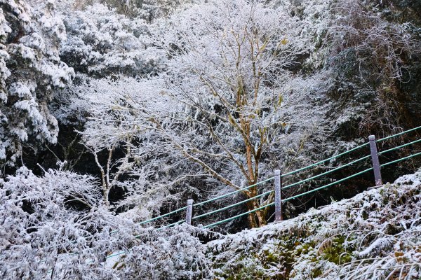 拉拉山神木上的雪白上衣1232629