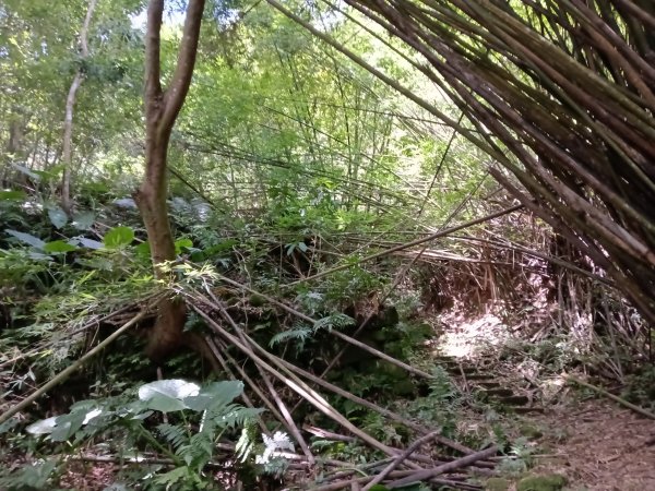 坪林區大舌湖漁光國小通學古道(保甲路古道)去回+大舌湖2844948