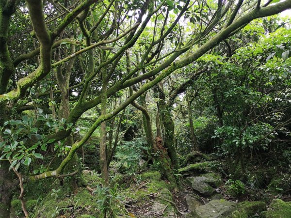 瓏美麗一週一步道（半屏山，無耳茶壺山）585885