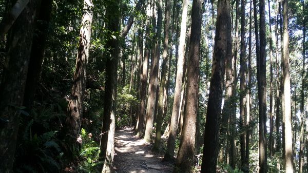 橫嶺山自然步道 2017 08 18156577