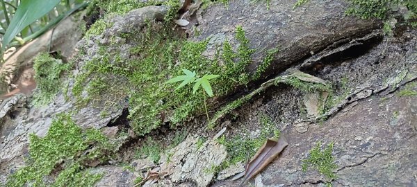 20220312_馬那邦山 細道邦山南峰 細道邦山1637070
