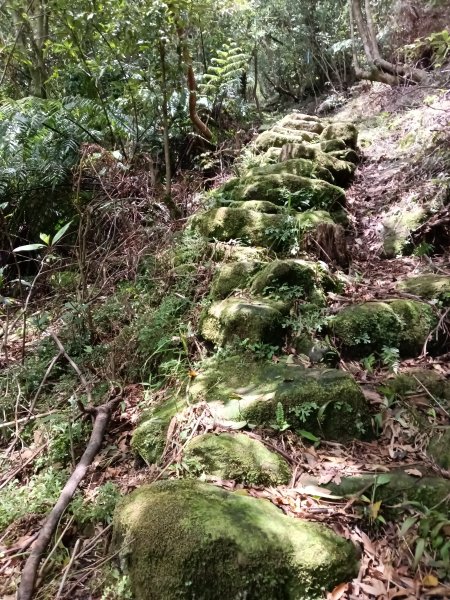 雙溪區大埤遺址東林寺+大埤古道+572峰去回2784170