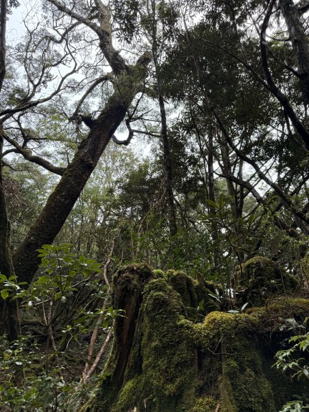 70塔曼山3084215