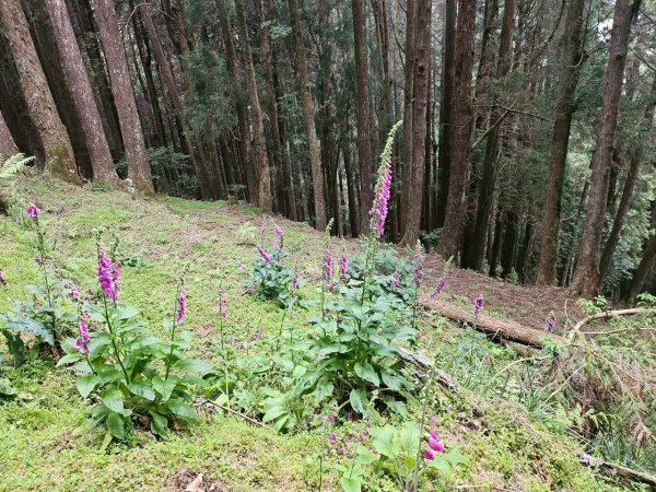 20260528特富野古道舊水山鐵道上北霞山連走東水山、兒玉山3064953