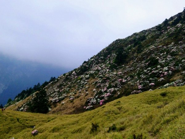 賞心悅目～賞高山玉山杜鵑1374453