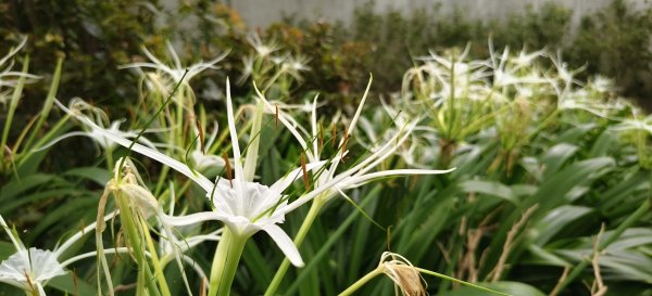 2025/08/03_羊稠森林步道2850674