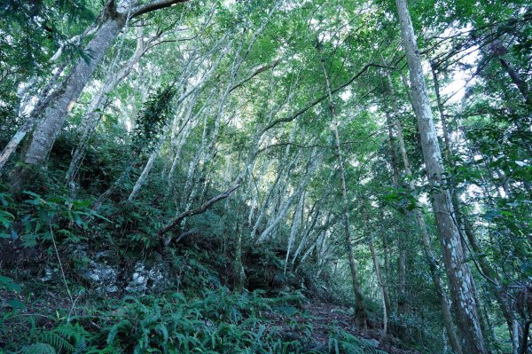 新竹 五峰 清泉山、民都有山2633689