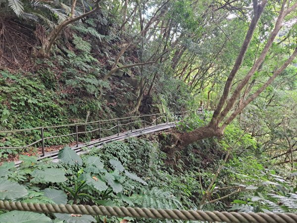 20240201故宮-狗殷勤古道-平菁街賞櫻-溪山百年水圳步道-平菁步道2458450