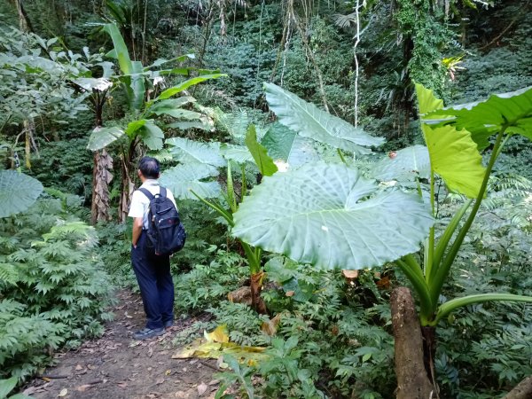坪林區南闊瀨行(枋山坑古道+枋山坑崙+闊瀨越嶺保甲路O型)2916765