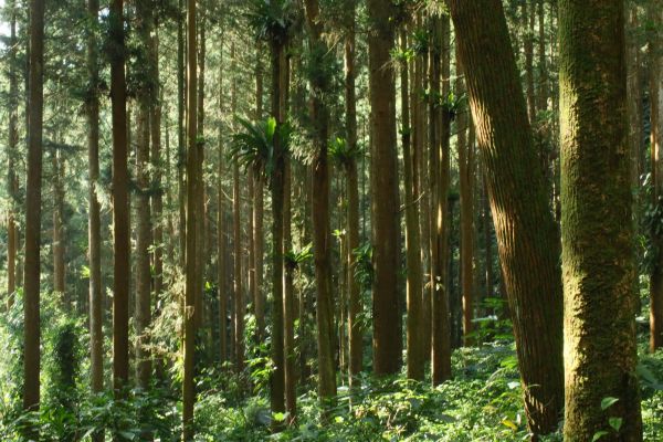 奮起湖台灣杉森林棧道194430