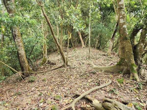 20250329東坑山八角崠山打鹿坑山2798892