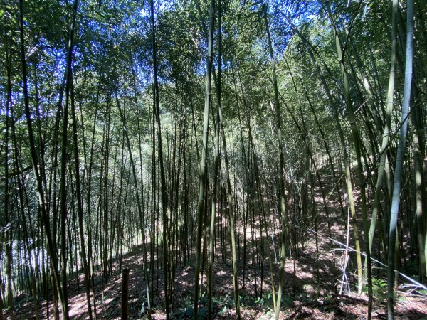 《探訪內雙溪三圳流向｜大崎頭步道 × 鵝尾山》2877201