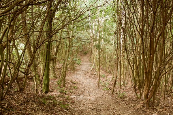 谷關七雄：八仙山468311