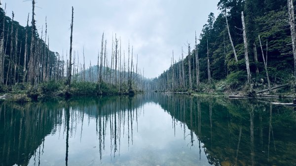 水漾森林+瞑月神木2768790