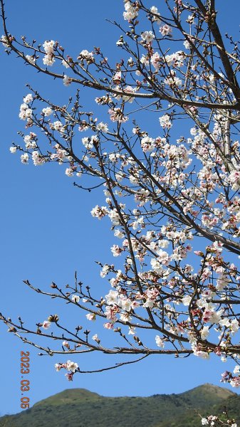 雲山水花鳥蝶 - 天龍國阿伯的日常 3/52053146