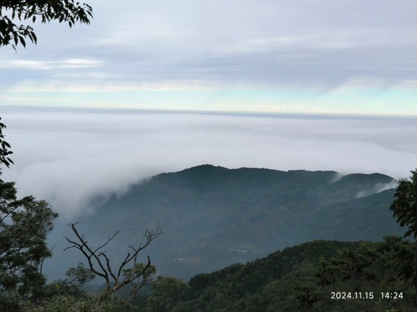 內鳥嘴山（山毛櫸、北得拉曼神木2648183