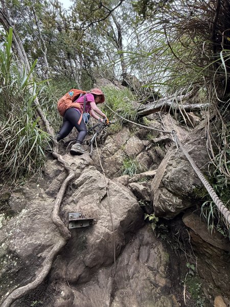 加里山O繞20250713(大坪登山口-杜鵑嶺-加里山-避難小屋-大坪登山口)2836910