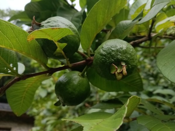 平溪區過火坪古道+枋山坑山+中坑頭鞍部+枋山坑古道+火燒寮古道O型2878597