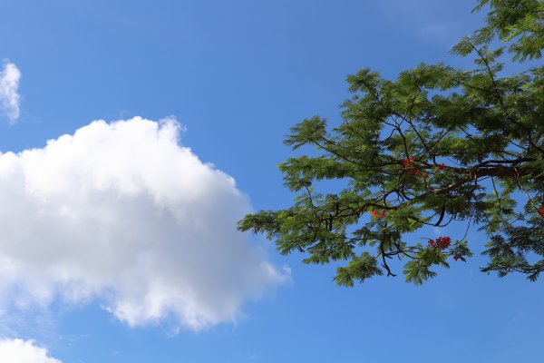 HK - 牛屎湖1046152