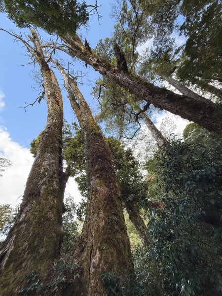鳶嘴稍來步道賞楓季 ，大雪山門票優惠到12/31！2969573