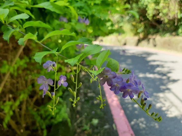 小百岳 No.19鳶山 6.基隆山1122555