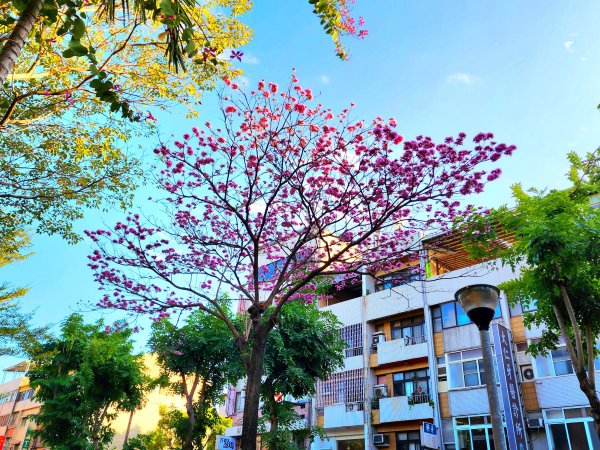 小百岳集起來-馬那邦山2181279