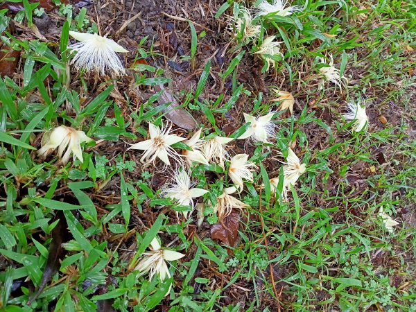 內湖大港墘公園、大湖公園 (防災公園) 【走路趣尋寶】1896631