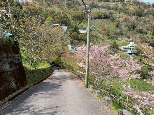 桃園 復興 中巴陵 櫻木花道3011969