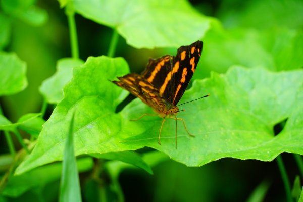 埔里彩蝶瀑布之國姓鄉眉冷山及糯米橋1466194