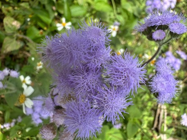 嘉雲二尖山、大尖山2734899