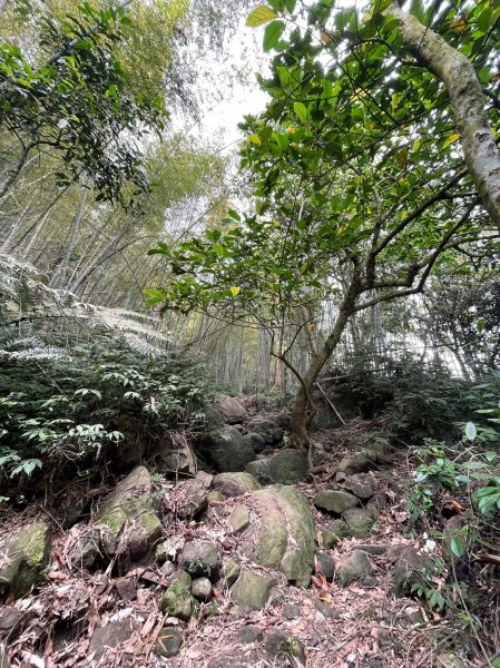 230416-小百岳#057 梨子腳山。18禁-竟能在茶樹上偶遇黑線黃尺蛾。美美兔O繞走成8字。2117348