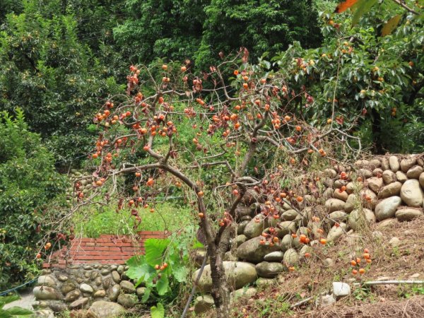 旱溪源頭自然生態區2878022