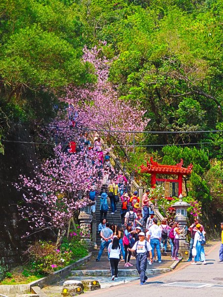 跟著花開去旅行：碧山巖櫻花及大溝溪花海870207